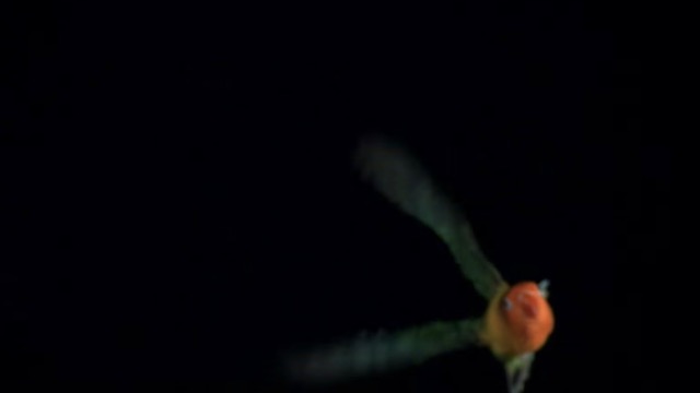 160426birdflying4.jpg