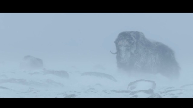 160426muskoxen.jpg