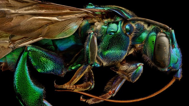 160427bugportrait1.jpg