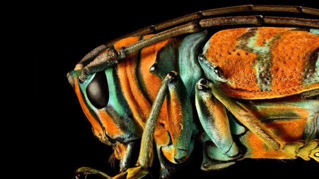160427bugportrait2.jpg