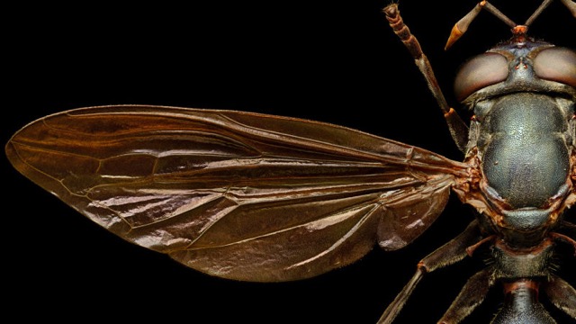 160427bugportrait3.jpg