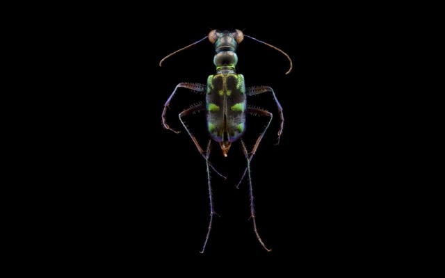 160427insectportraits1.jpg