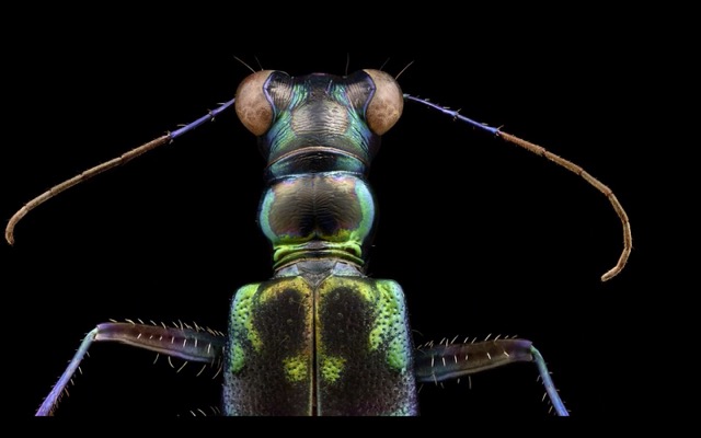 160427insectportraits2.jpg