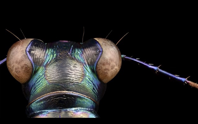 160427insectportraits3.jpg