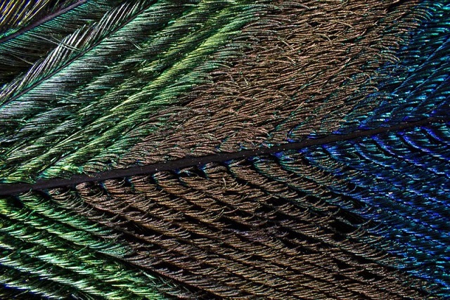 160503peacock4.jpg