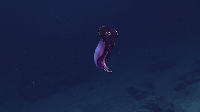 160510deepseanoaa2.jpg