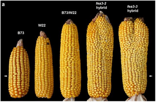 160517_corn2.jpg