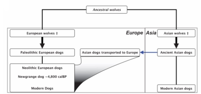 160601dog_origin_c.jpg