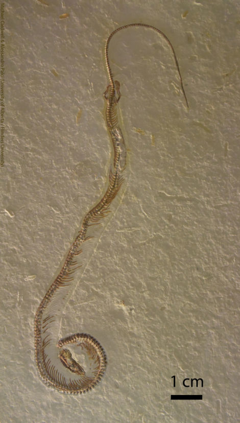 160624AncientSnakes3.jpg