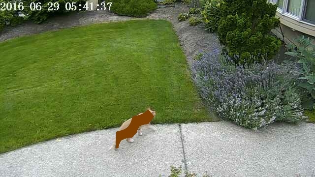 160714_nvidiacat_2.jpg