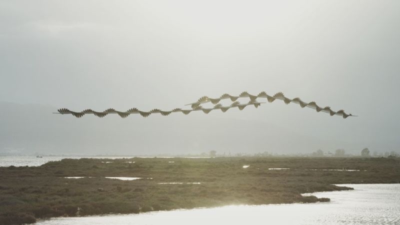 昔の技術で斬新に表現。空飛ぶ鳥の軌跡を写した写真11