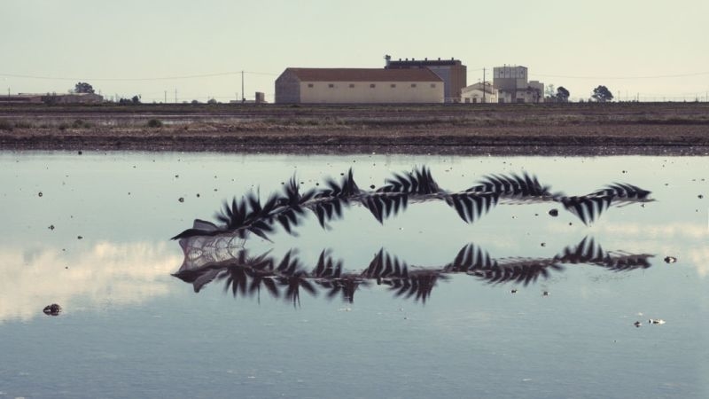 昔の技術で斬新に表現。空飛ぶ鳥の軌跡を写した写真12