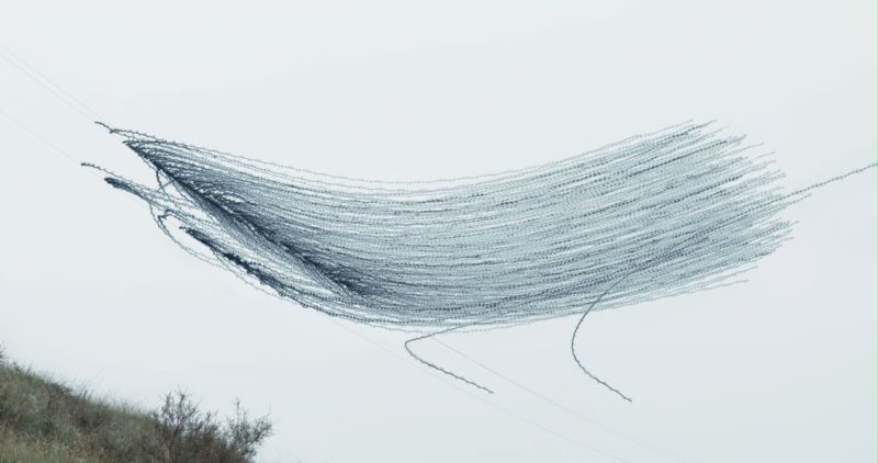 昔の技術で斬新に表現。空飛ぶ鳥の軌跡を写した写真5
