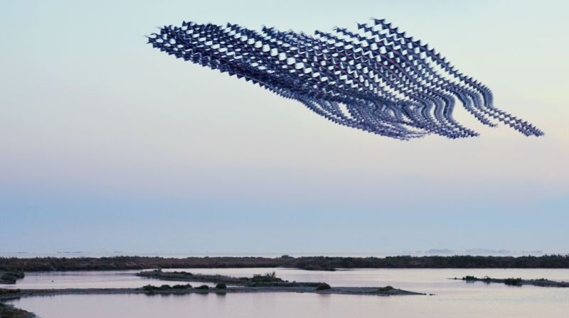 昔の技術で斬新に表現。空飛ぶ鳥の軌跡を写した写真7