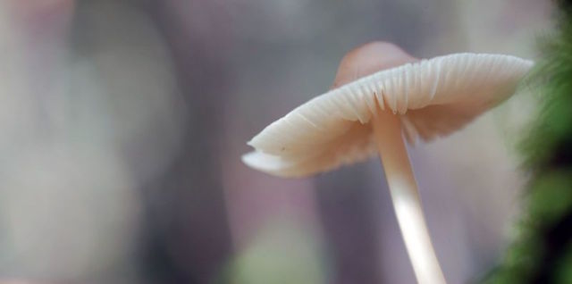 160825_mushroom11.jpg