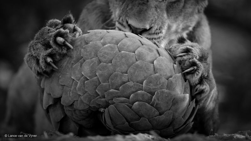 自然野生動物フォトコンテスト 6