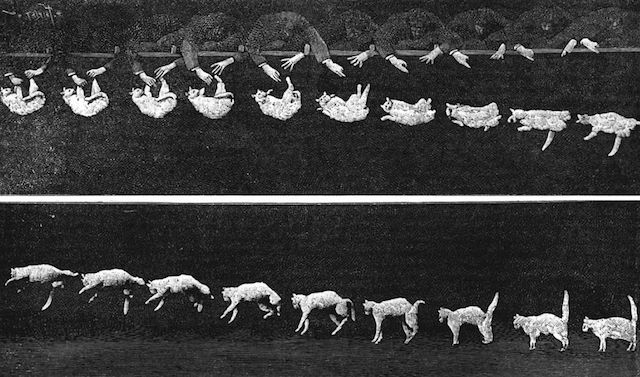 160915Falling_cat_1894.jpg