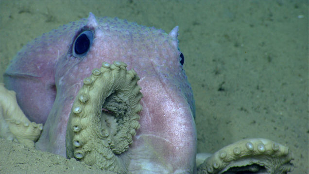 ナショナル・モニュメントの海洋生物 1