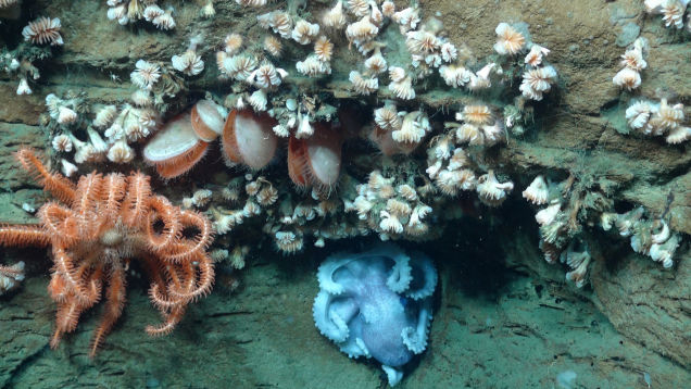 ナショナル・モニュメントの海洋生物 4
