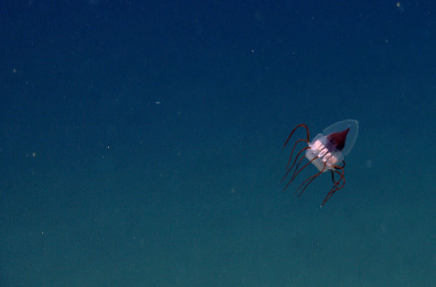 ナショナル・モニュメントの海洋生物 5