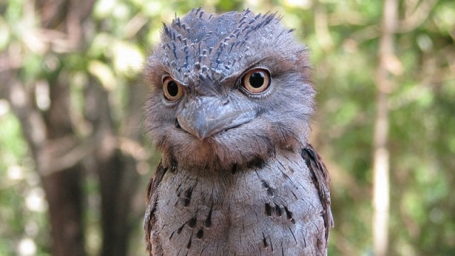 さて問題。この写真には何羽の鳥がいるでしょう?2