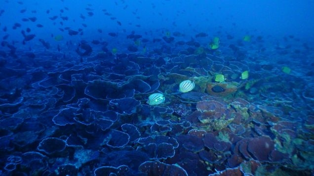 ハワイの深海の海洋生物は半数以上が固有種 8