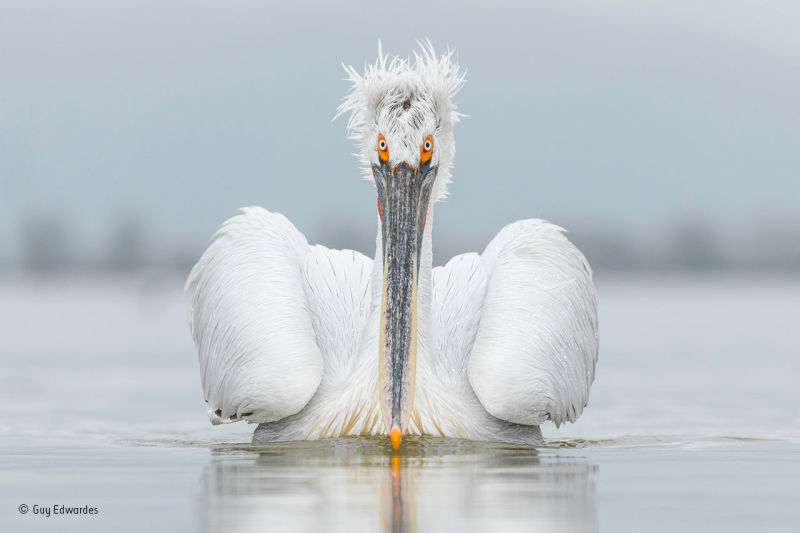 161129wildlifephoto17.jpg