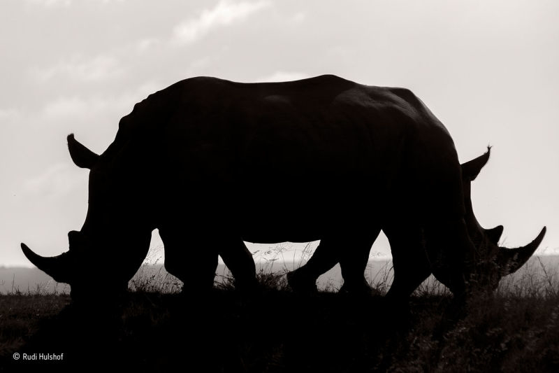 161129wildlifephoto18.jpg