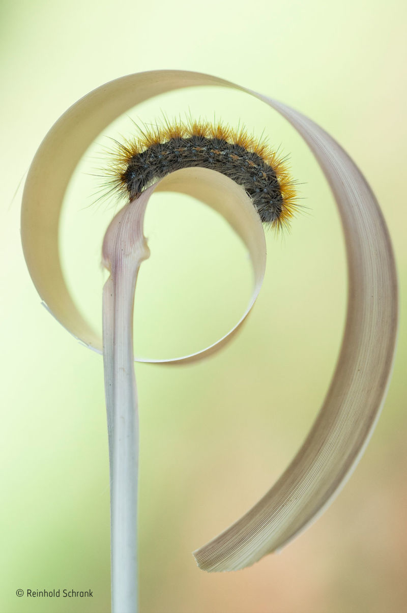 161129wildlifephoto20.jpg