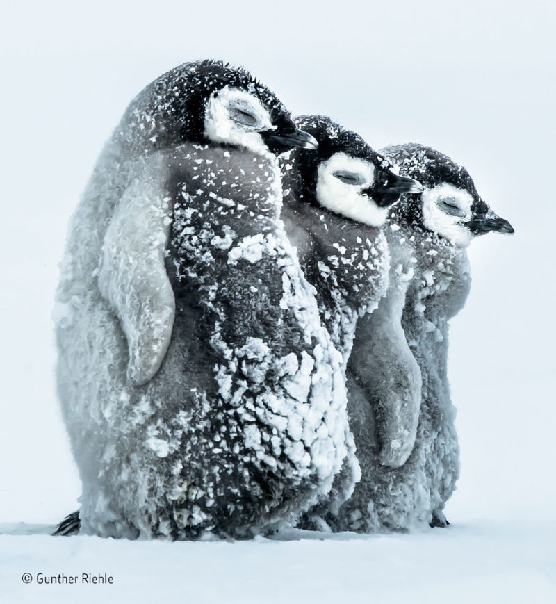 161129wildlifephoto23.jpg