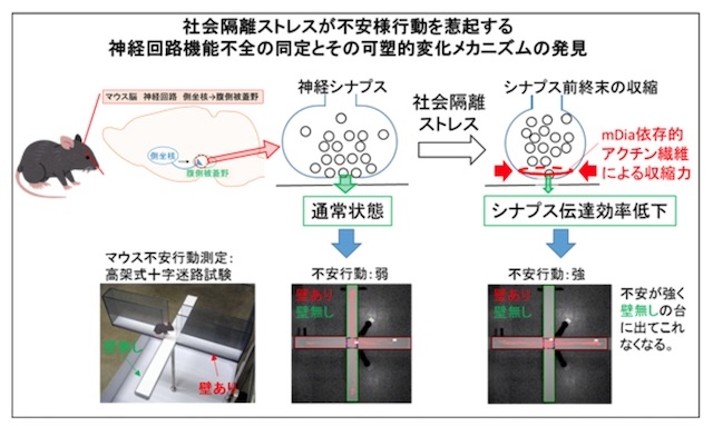 引きこもりはなぜ起こる?京大教授らがメカニズム発見