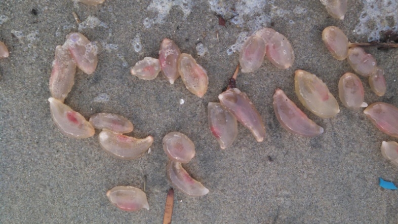 161201salps2.jpg