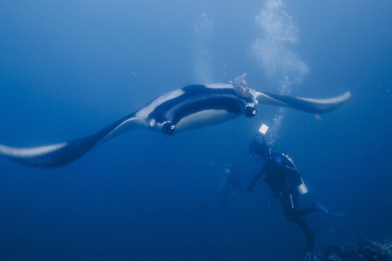 161205mantaray2.jpg