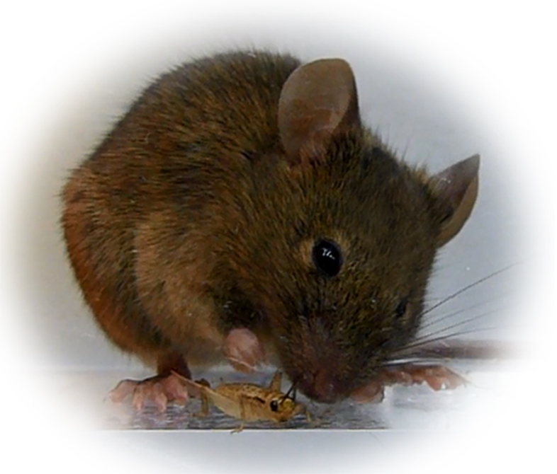 170117_mousezombie03.jpg