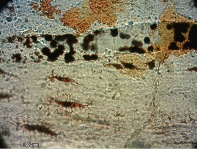 恐竜の肉付き骨、発見される。最古のタンパク質か3