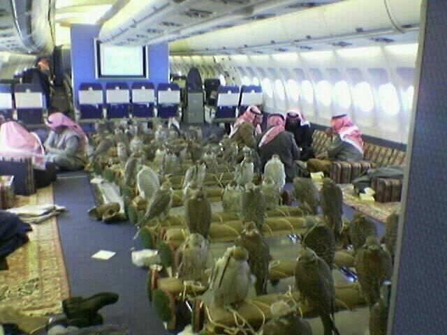 タカ 飛行機 1