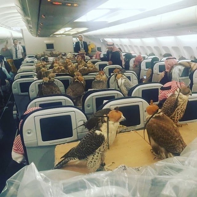 タカ 飛行機 2