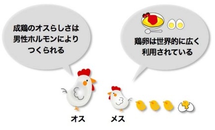 170207_niwatori_2.jpg