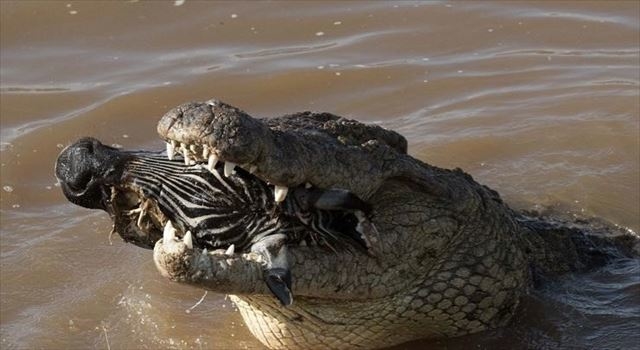 170215crocseat8_r.jpg