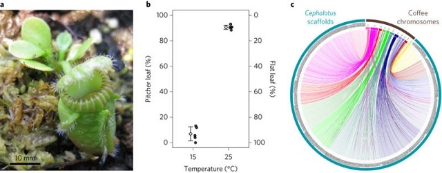 1 食虫植物はどのように肉食になったのか