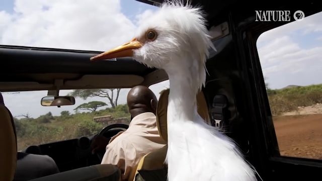 170316_spyegret_on_jeep.jpg