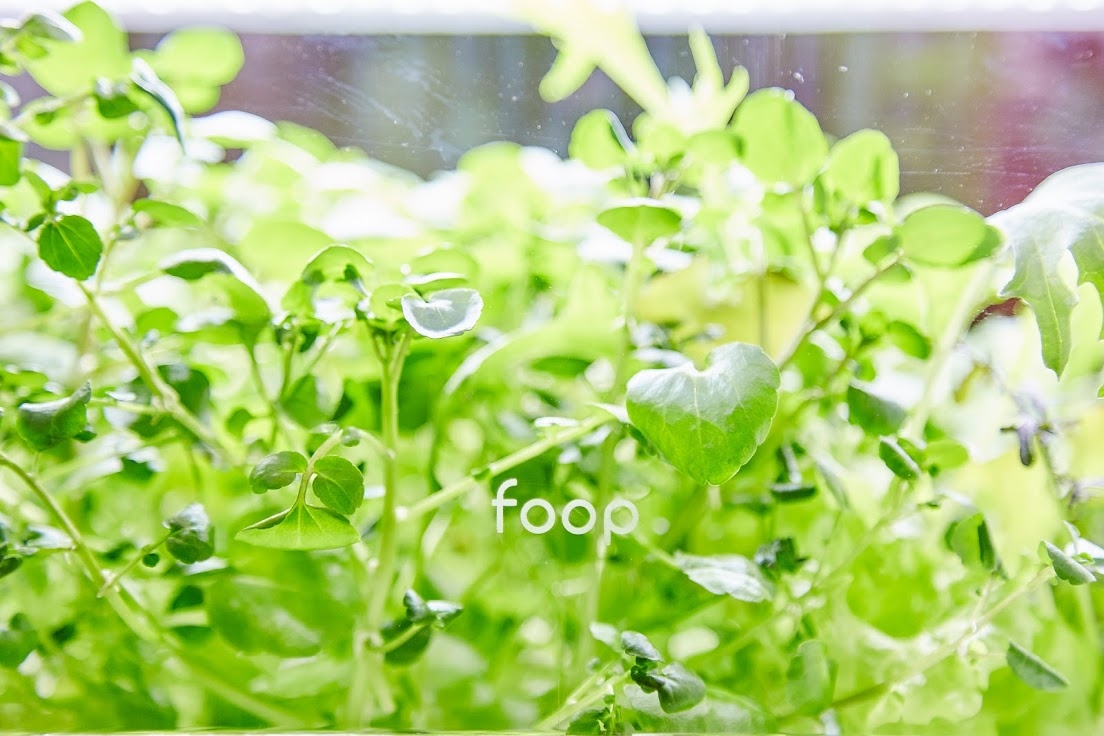 foop 1