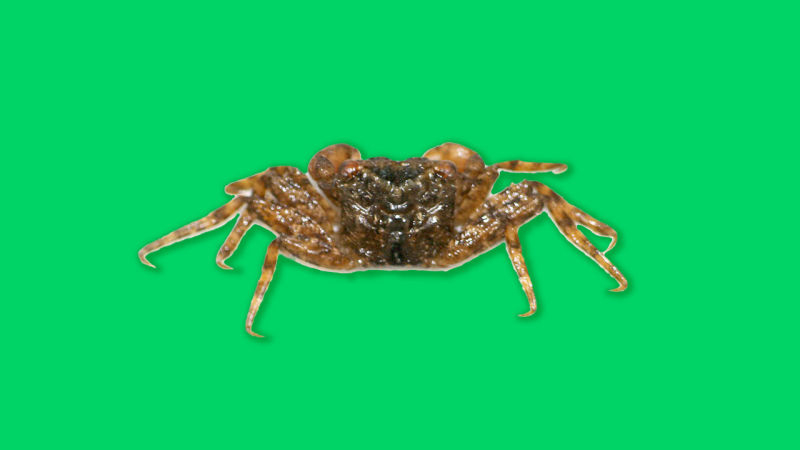 20170322_crab2.jpg