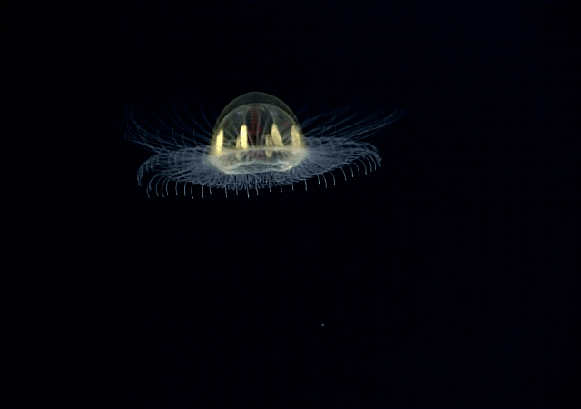 4 深海の不思議で美しい生き物たち最新版