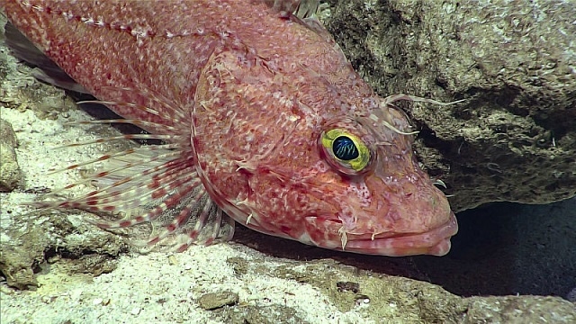 7 深海の不思議で美しい生き物たち最新版