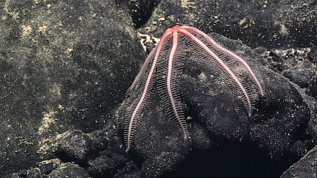 6 深海の不思議で美しい生き物たち最新版