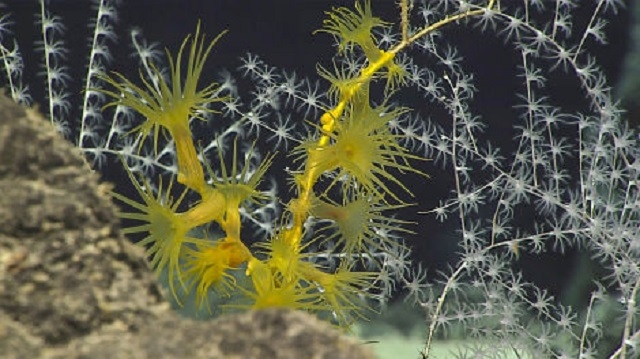 2 深海の不思議で美しい生き物たち最新版