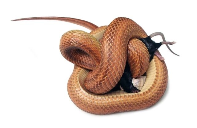0413_ratsnake_constricting.jpg