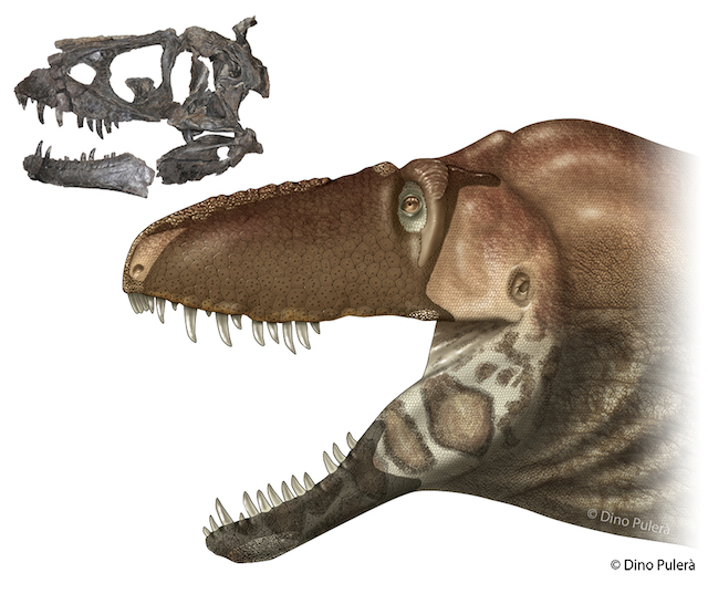 ティラノサウルスはみんな「第6感」を持っていた? 新種の化石によって新たに判明