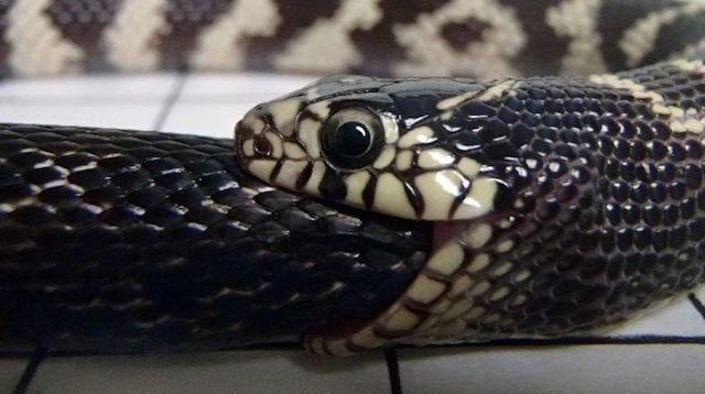 170413_badasssnake_swallowing.jpg